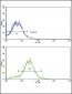BMPR2 Antibody (N-term)